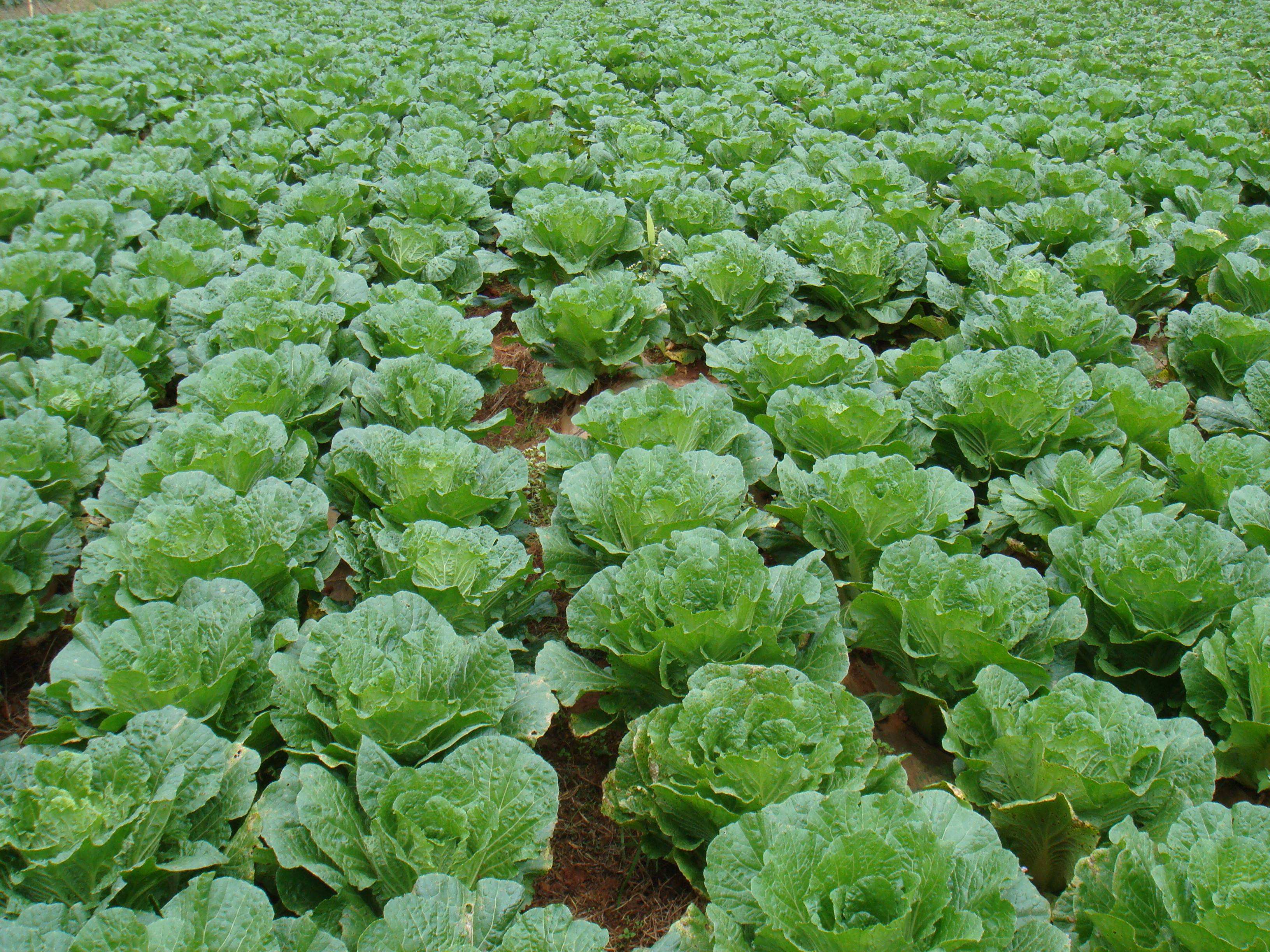 白菜的种植技术与病虫害防治(白菜种植技术与病虫害防治措施的分析)