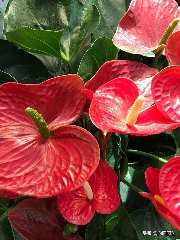 这8种花“招财”，养在家里，寓意“吸财进宝”，你家养的吗？