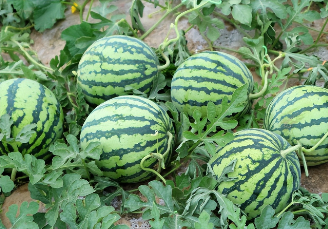 敌军追来的危急时刻,政委急中生智:去地里摘西瓜