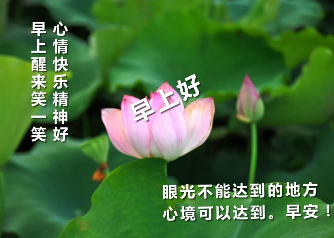早安问候语 每日更新早上好的动态表情包 淡然的心态，是人生的成熟图片