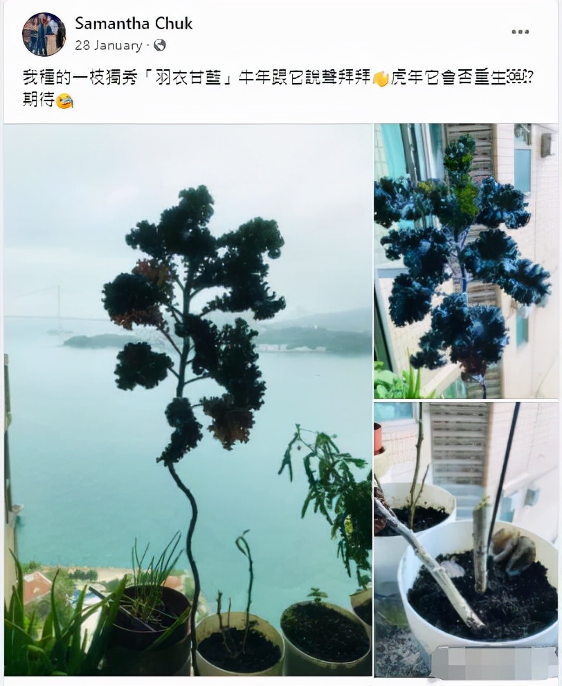 祝文君举行送别仪式！众星送花圈悼念，隐瞒病情两年独自在家吐血