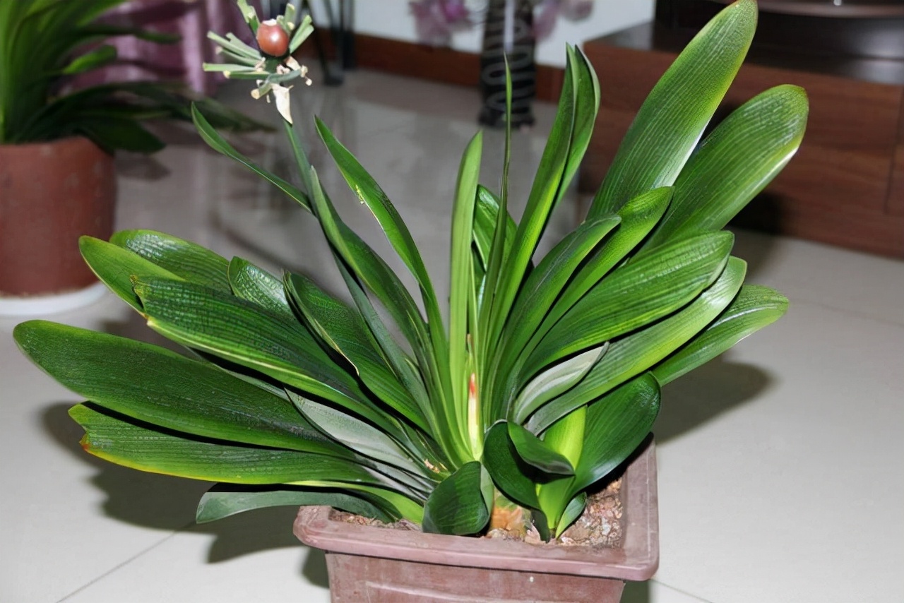 20種常見花卉綠植的習性分享，在家居環(huán)境中，也能把它們養(yǎng)出彩