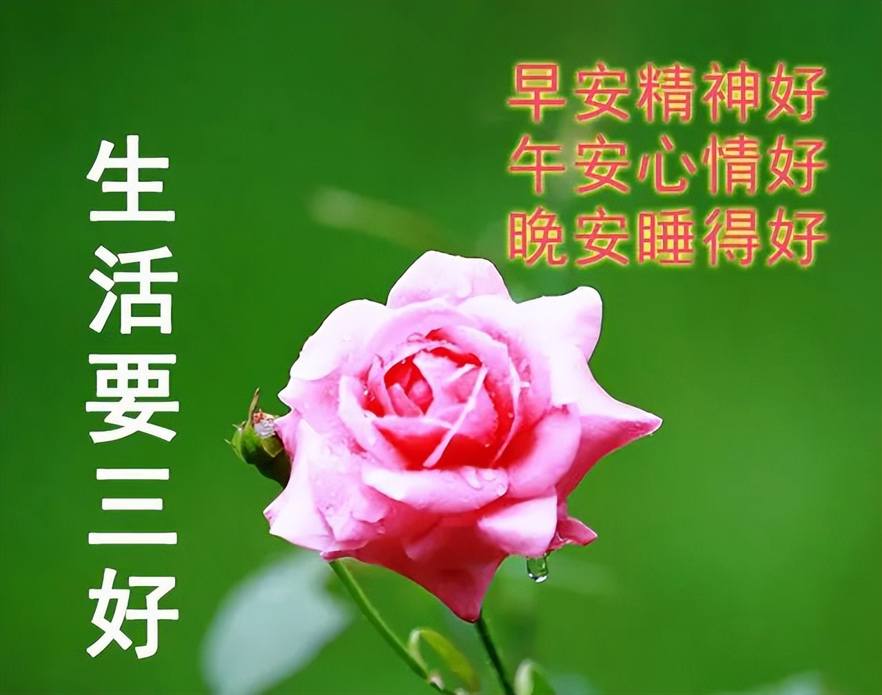 周四微信早上好动态表情 春天早上好问候语 轻轻的问候、满满的祝福图片