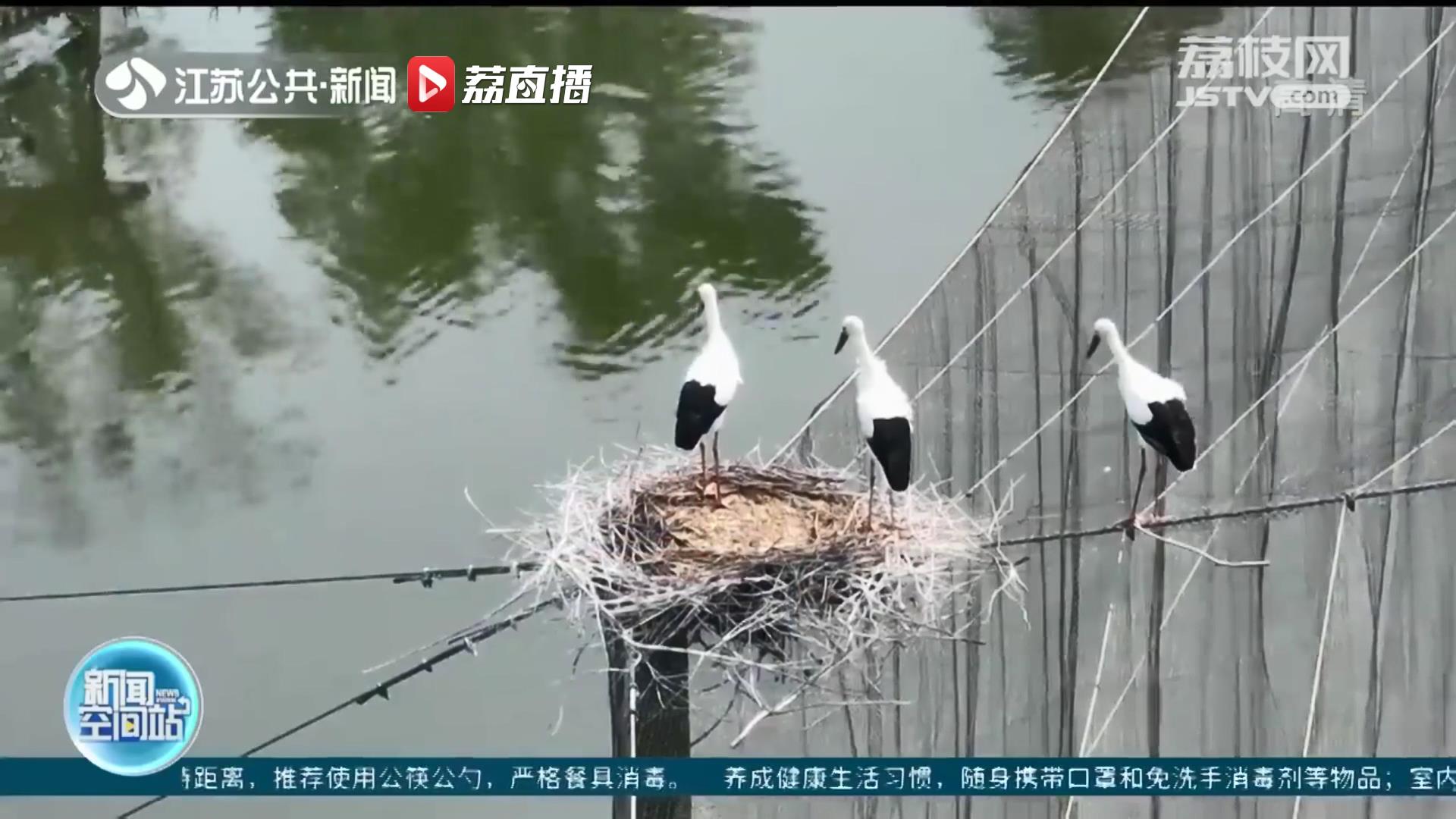 南通一动物园里的三只东方白鹳幼鸟练习展翅 只待一飞冲天