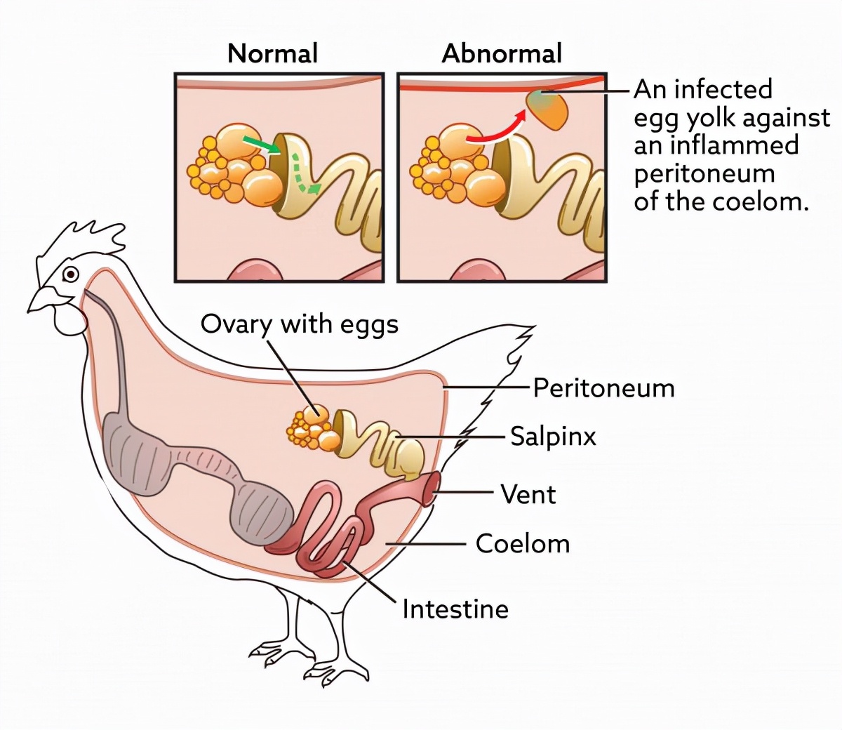 鸡的繁殖方式和过程图片