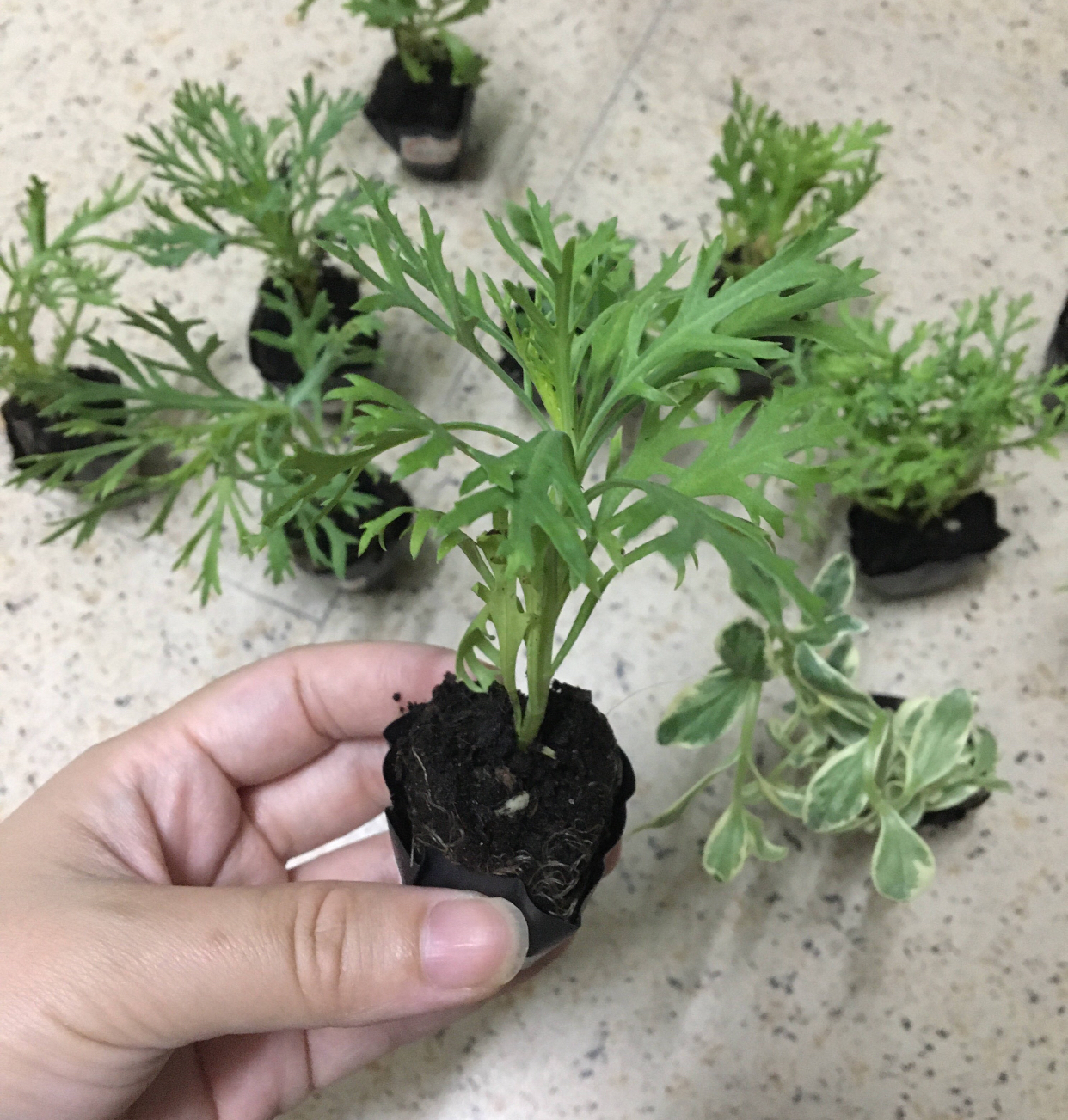 玛格丽特花怎么养（详解养玛格丽特的3个关键）