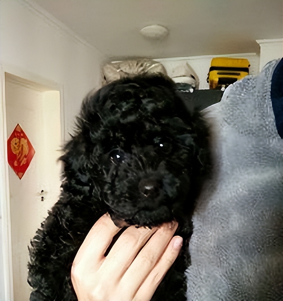 黑泰迪狗图片(为什么很少人养) - 赤虎壹号