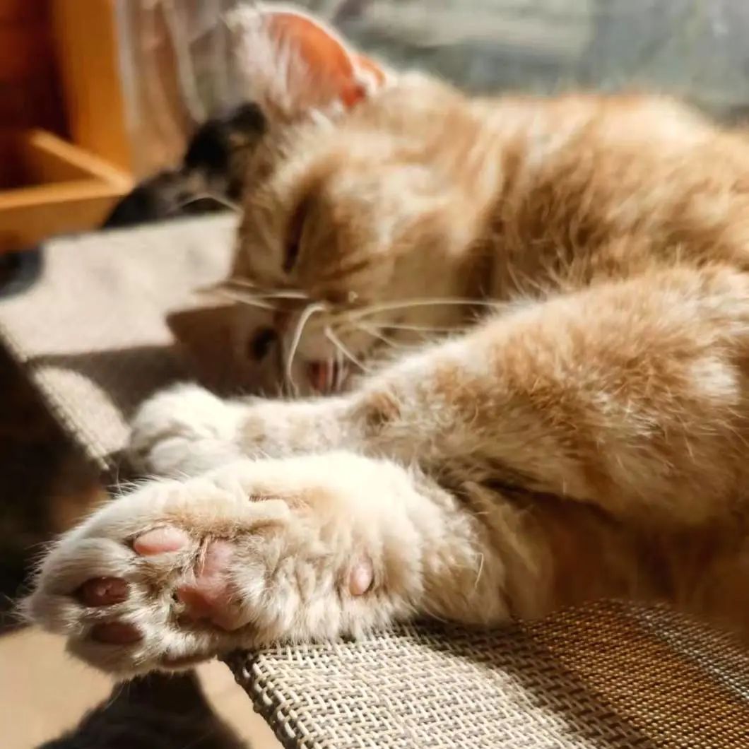 我可是拥有“三岁画老”天赋的小猫咪