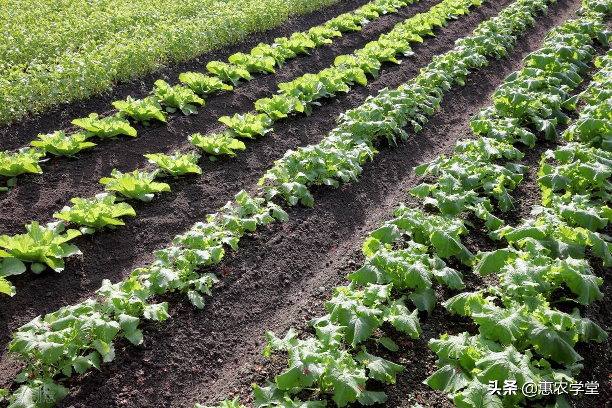 樱桃小萝卜的种植技巧（樱桃萝卜的栽培技术要点）