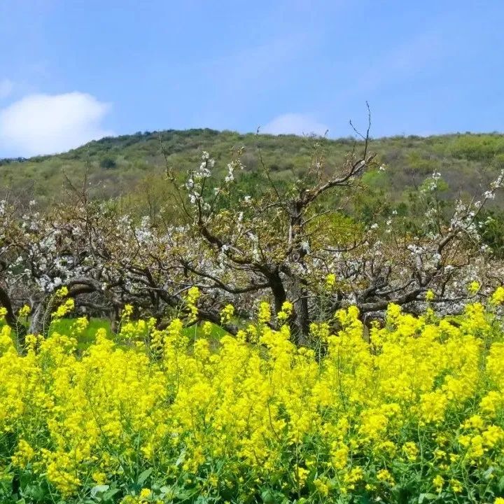 百花深处是庐江，邀您云赏春日梨花