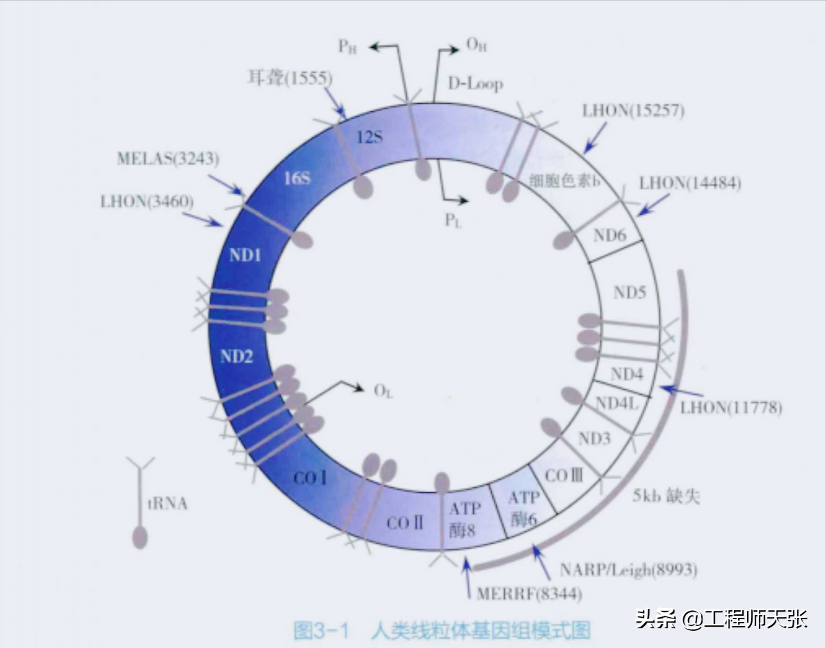 杭州杀妻案细节曝光！常规方法无效，最后线粒体DNA技术锁定证据