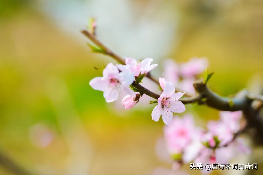 桃花映水，春意分外浓