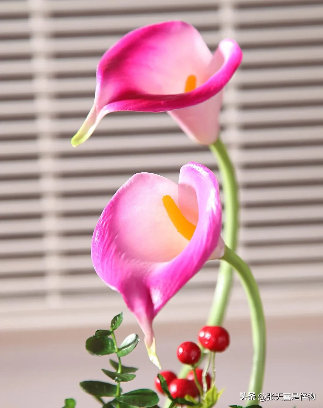 冬日打卡季冬日小美好马蹄莲因为它的花苞片洁白硕大，宛如马蹄