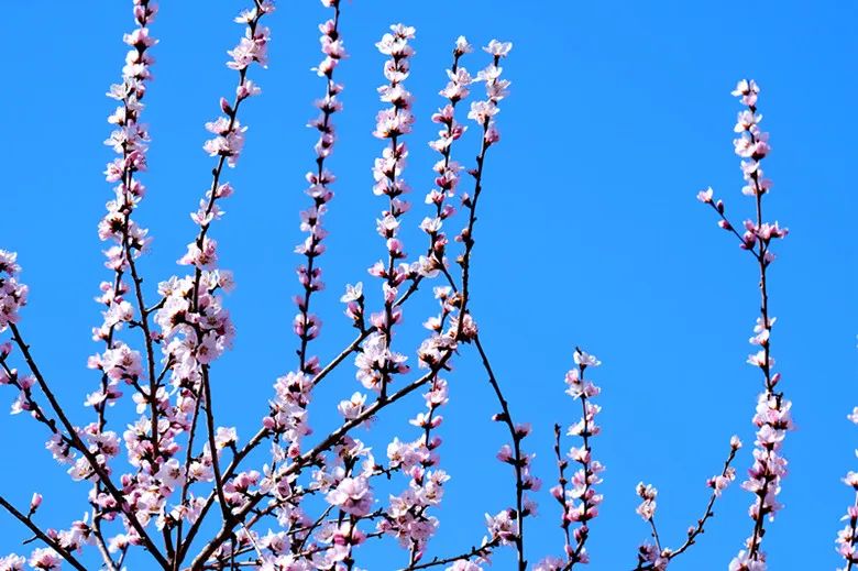 特色画刊 | 春风有信，花开有期，可克达拉的第一波花潮来袭
