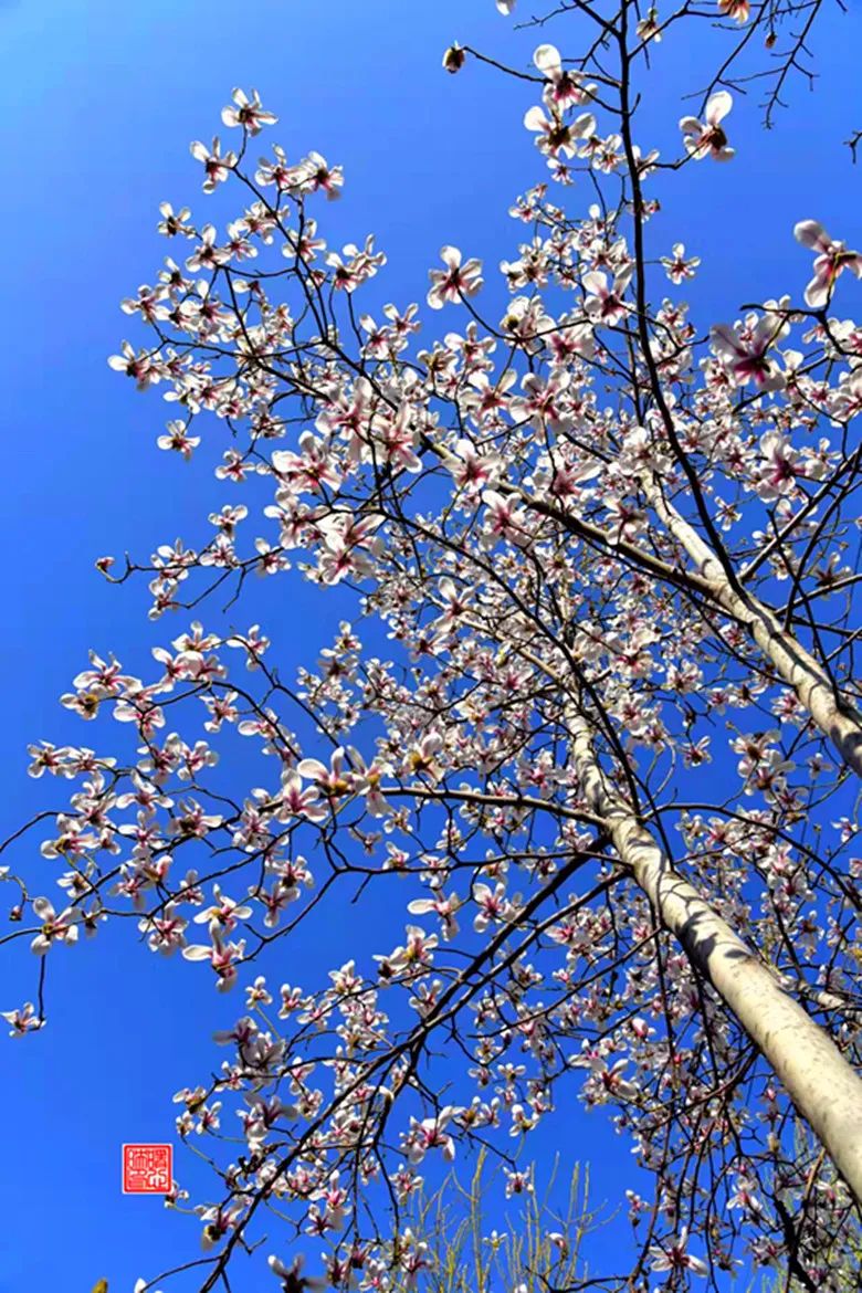 玉兰花开春色浓