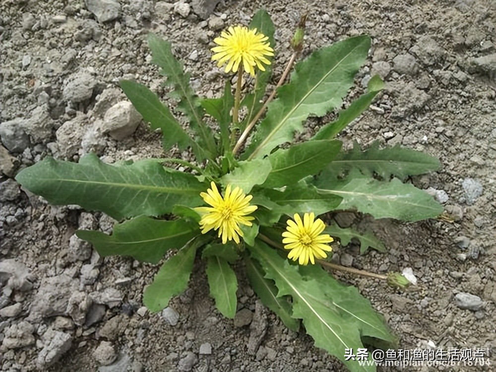 生草药名图片大全(踏春必备) - 赤虎壹号