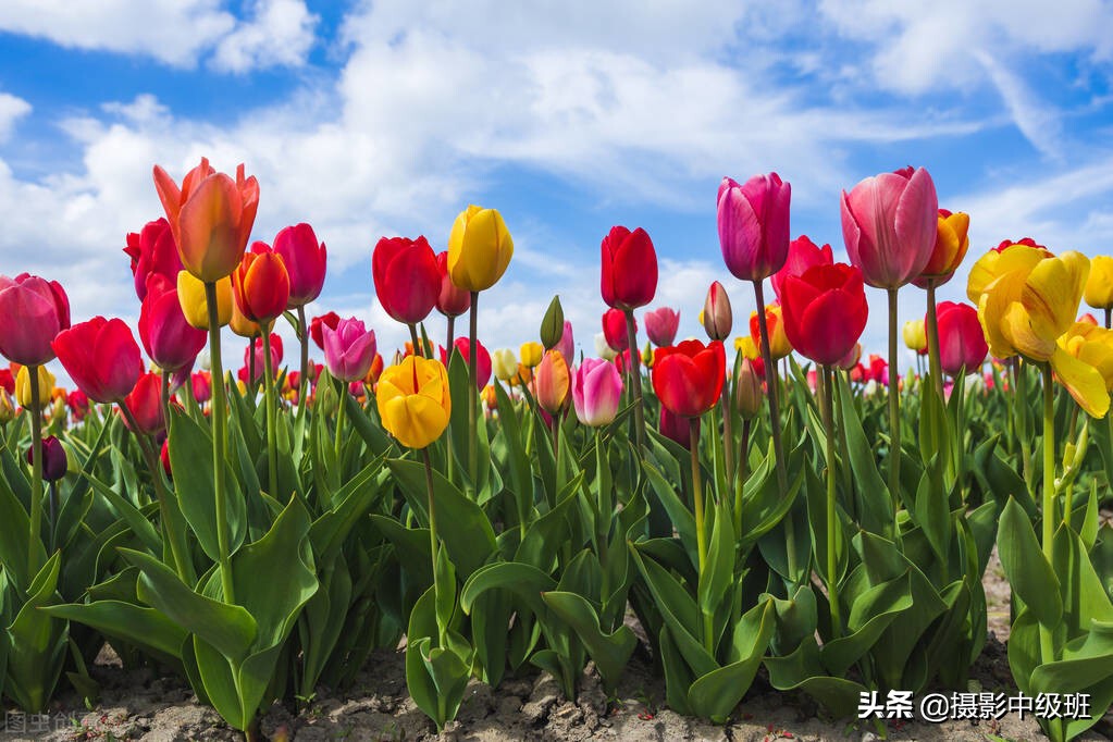 拍花的3大忌諱，破壞了照片效果，郁金香攝影的低級錯誤