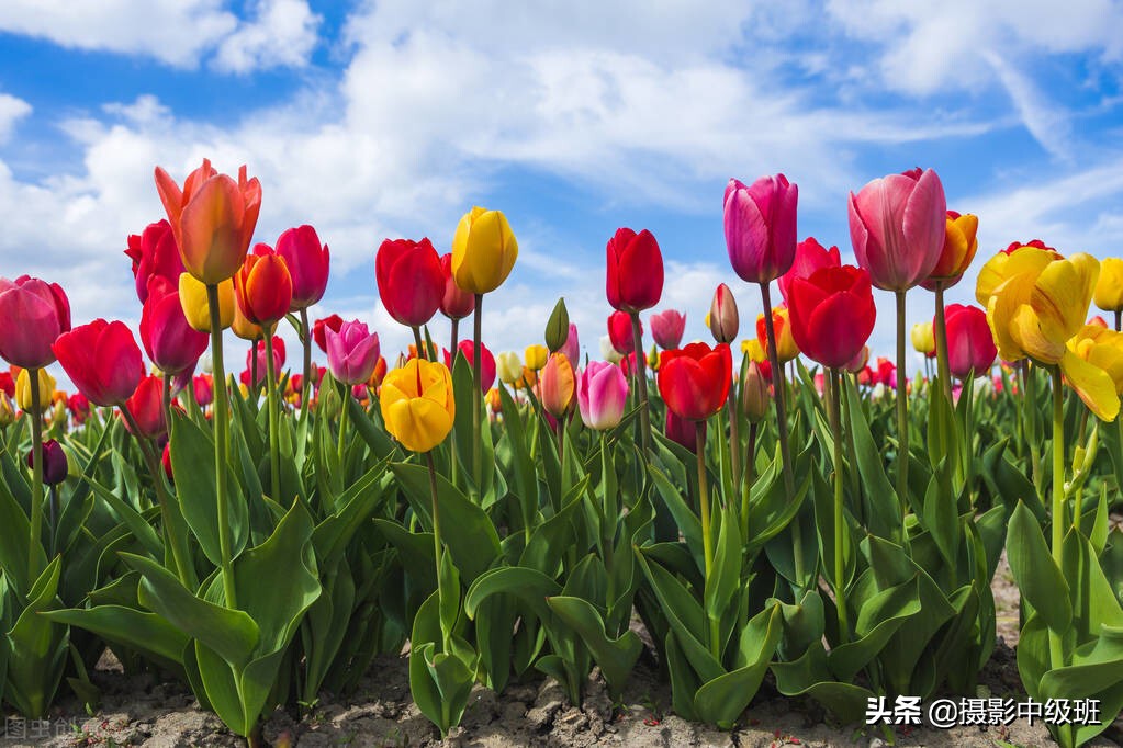 拍花的3大忌讳，破坏了照片效果，郁金香摄影的低级错误