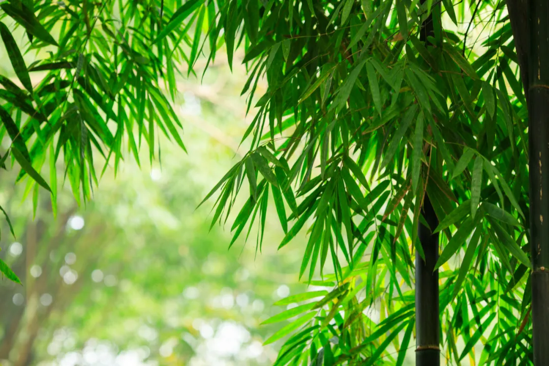 20首六言古诗，小众又绝美