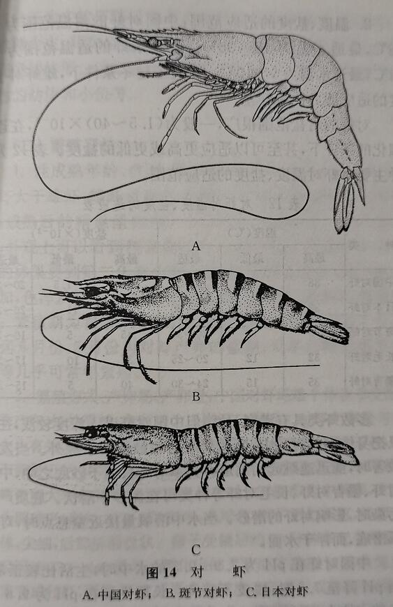中国对虾的生活习性_淡水两栖_西南渔业网 水产养殖专业网 渔业行业