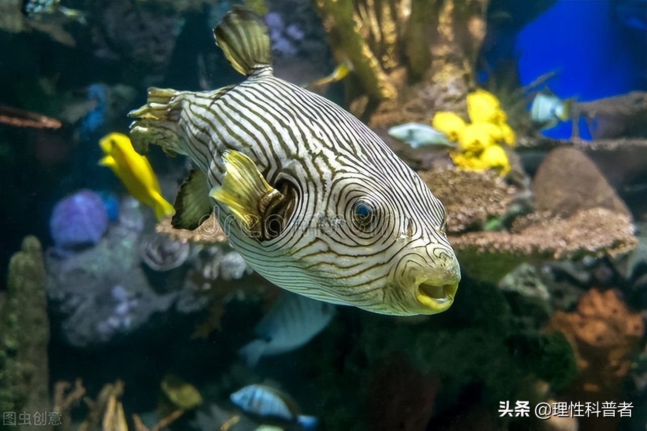 河豚是淡水魚還是咸水魚，體型可愛，習(xí)性古怪，其毒素有劇毒