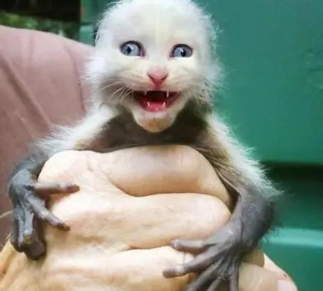 老猫猴子最可怕的图片图片