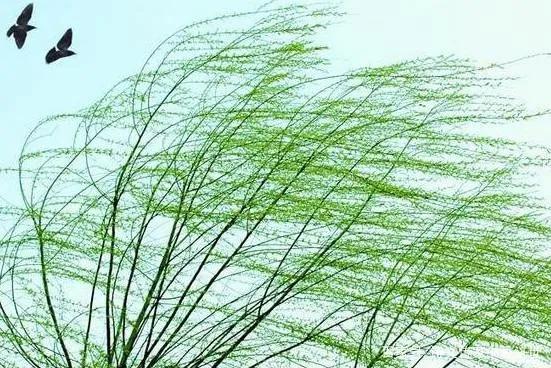 春风拂面不及你笑靥如花，十里柔情皆因你而生。