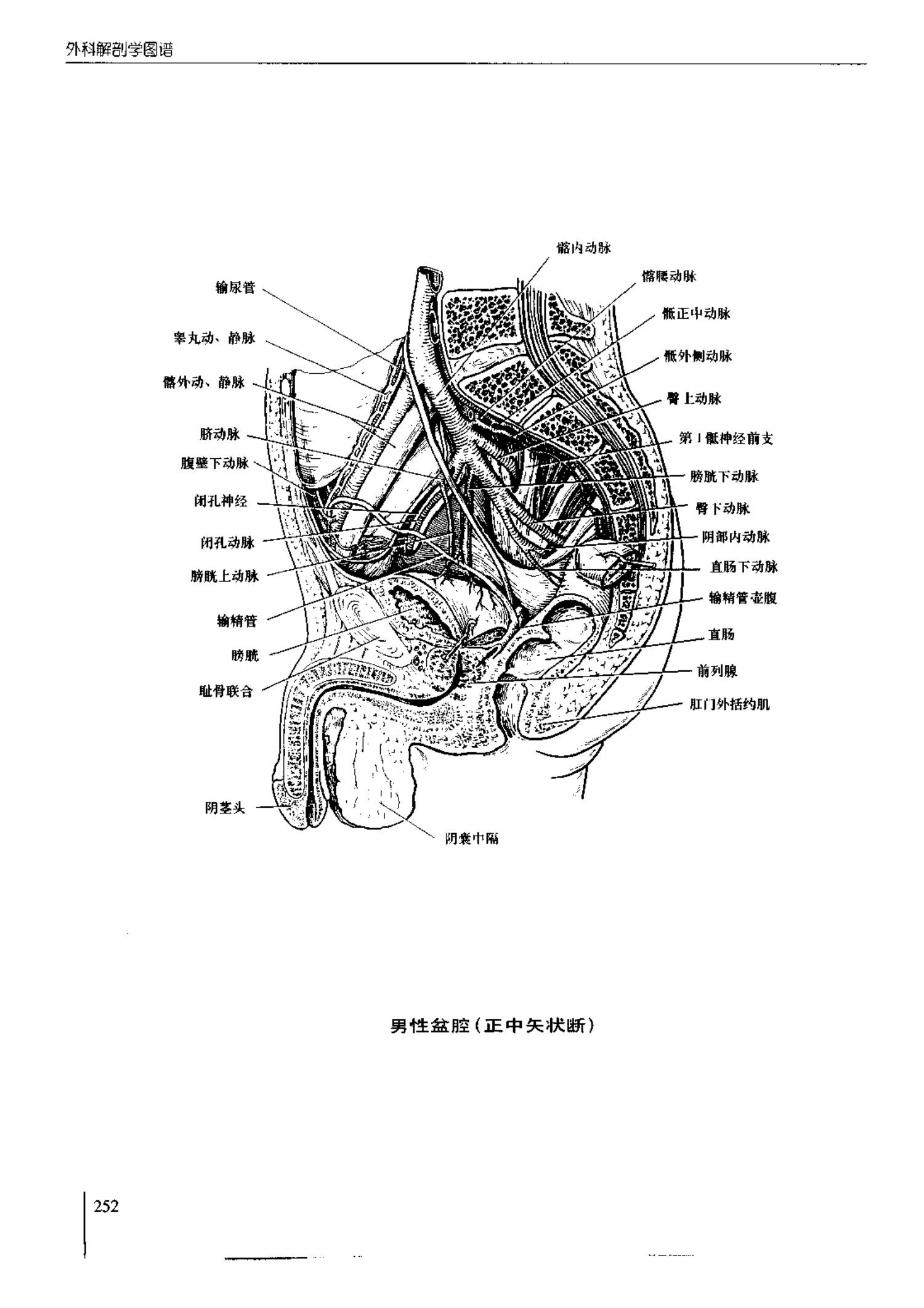 人体内脏位置图(图示集‖外科解剖学图谱(8-5)盆部)