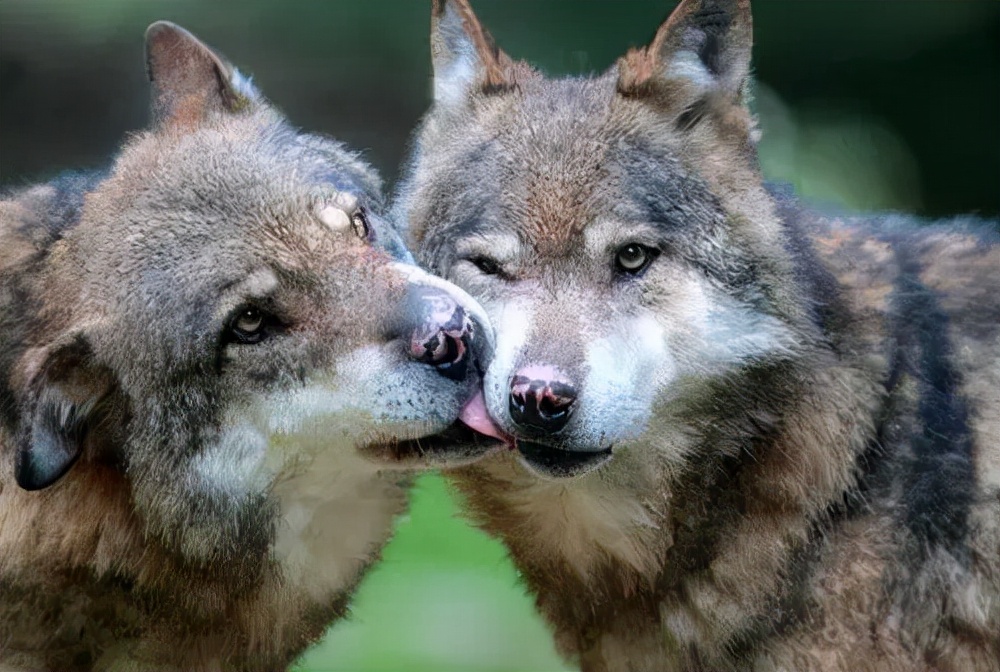 动物世界狼交配(狼和狗是同一物种,狼只有1个交配对象,狗却会多次交配