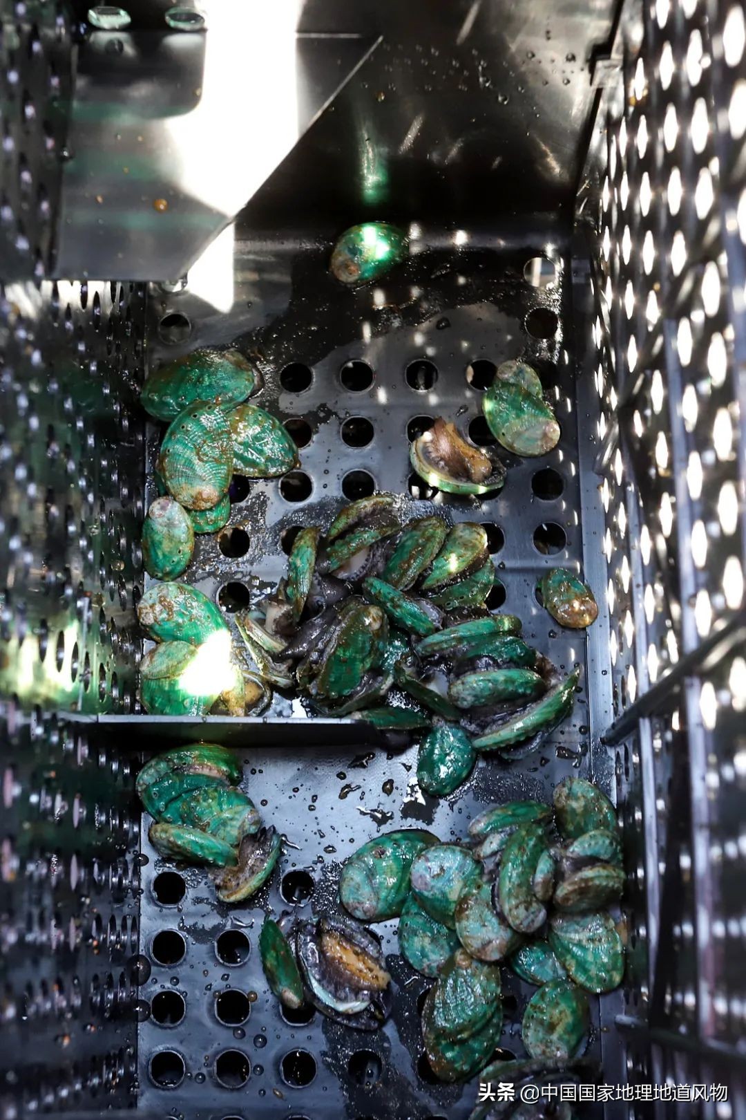 辽宁，被忽略的海鲜大省