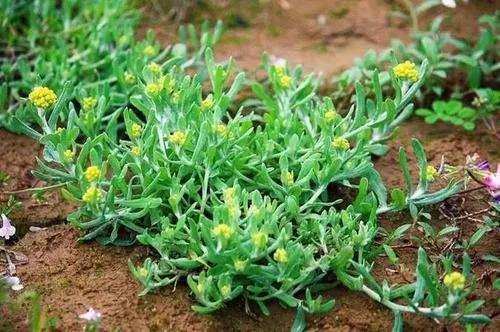 读周作人散文《故乡的野菜》:荠菜,马兰头,草紫和黄花麦果