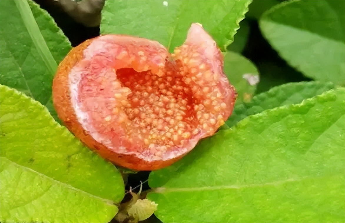 这野果叫"地石榴",儿时吃过最好吃的野果,如今又熟了,别错过