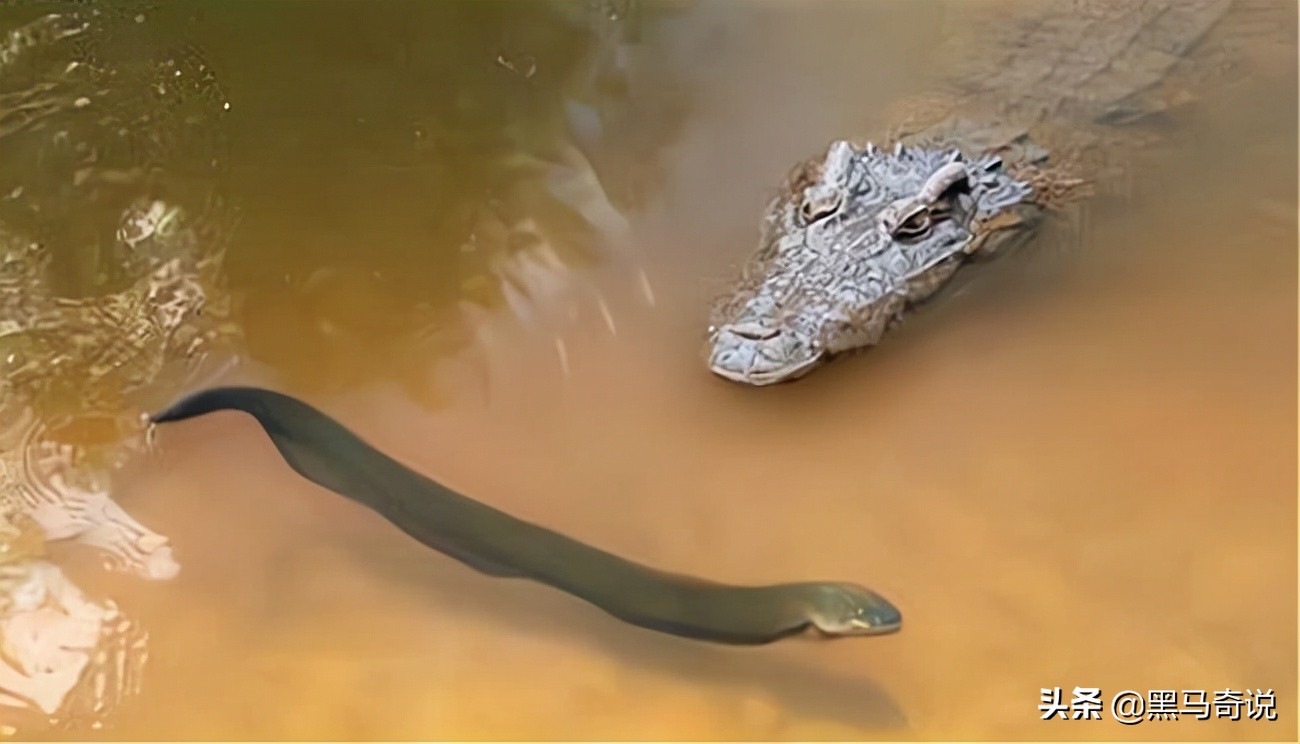 亚马逊河为何是人类的禁区？十大恐怖生物告诉你，食人鱼竟排倒一