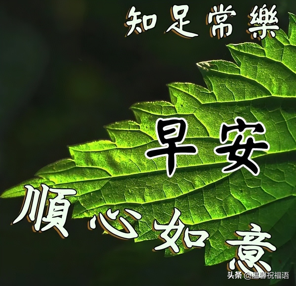 6月10日清晨早上好图片大全 夏天早上好的祝福句子