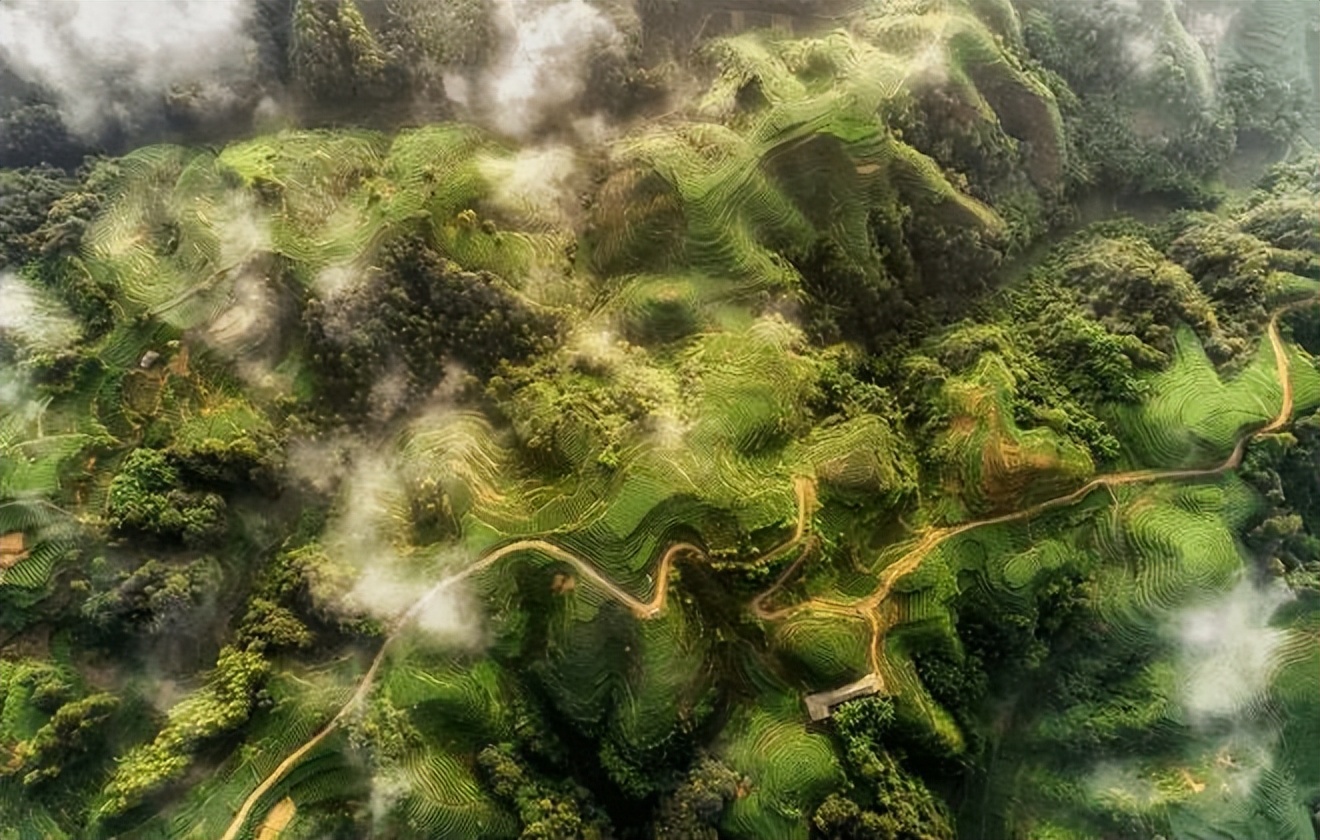 梯田茶乡 雅安市骑龙场万亩观光茶园