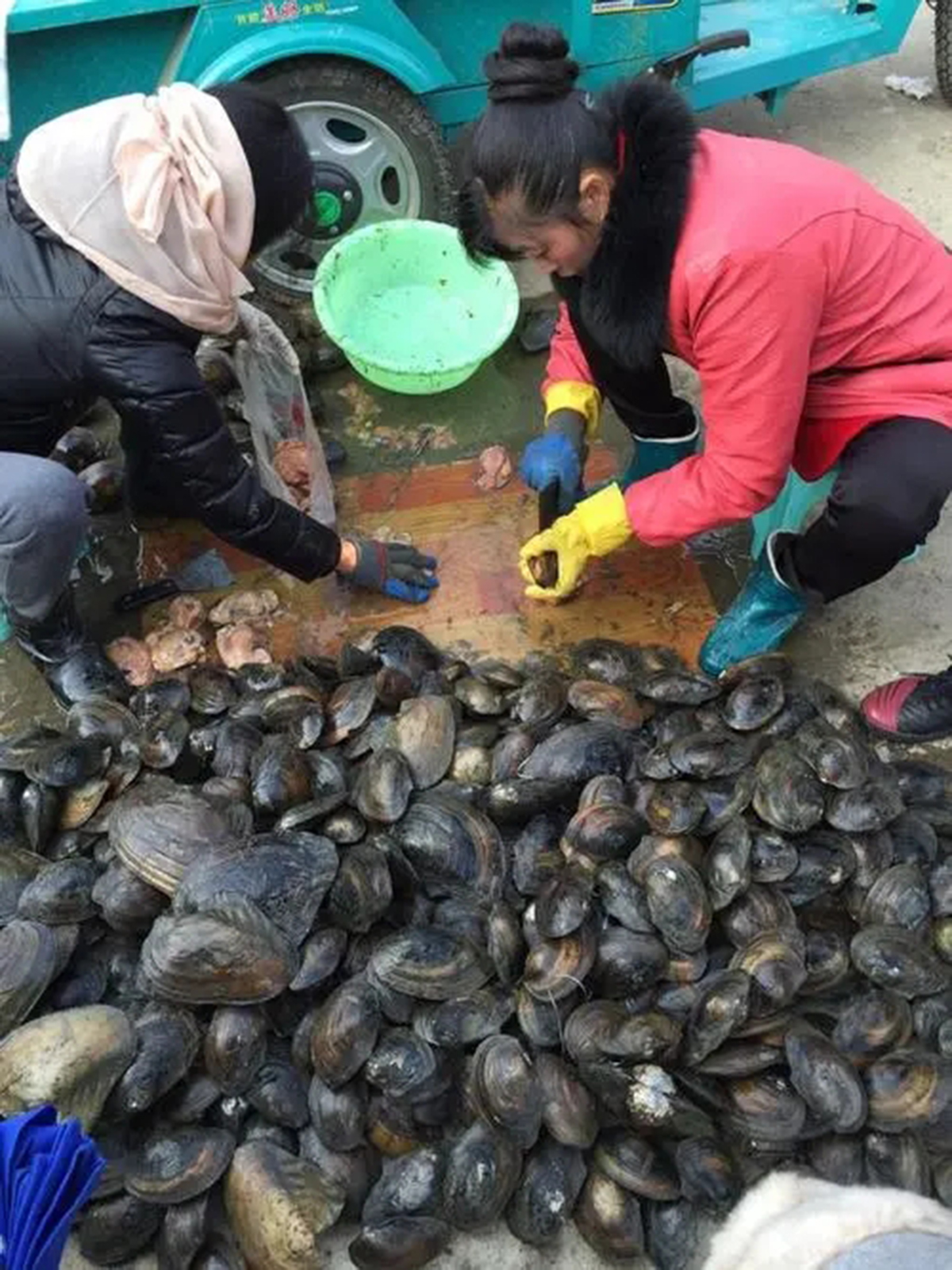 中国人都不愿意吃的河蚌，为啥基本绝迹了呢？是有毒素还是有虫？
