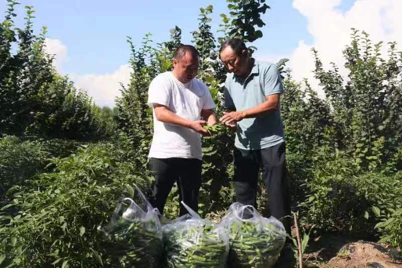 公主岭市绿公主种植专业合作社联合外省市种植庭院辣椒喜获丰收