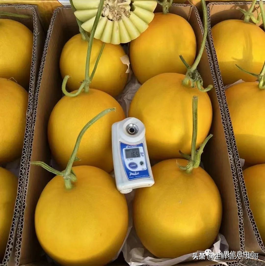 哈密瓜、蜜瓜、网纹瓜、香瓜、羊角蜜傻傻分不清？看完就明白了