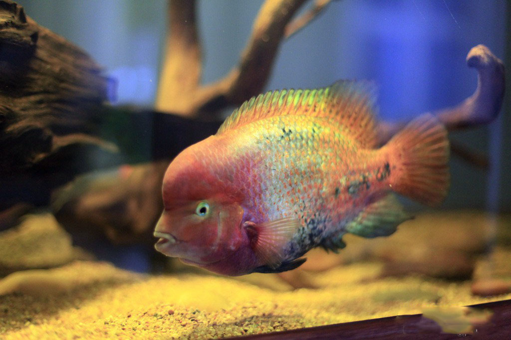 同样都是痘疮病,为什么有的观赏鱼没事,有的就会死亡呢?