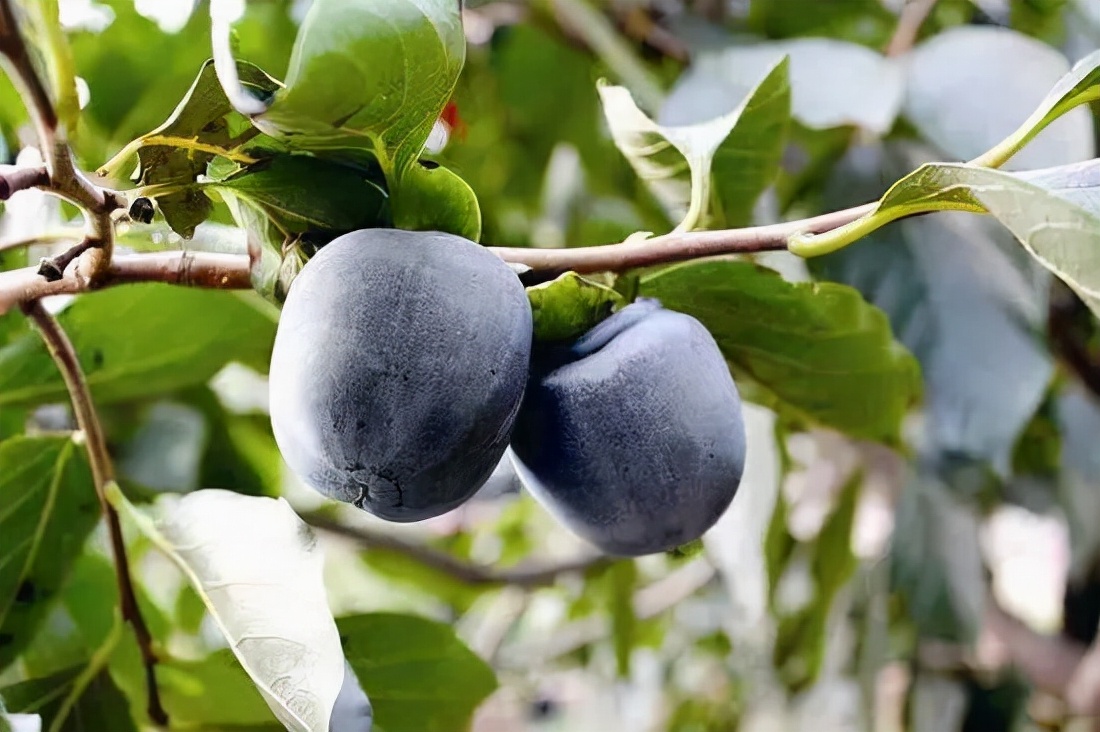 黑柿子价格超过普通柿子10倍,尝鲜也大有市场,为啥没人种植?