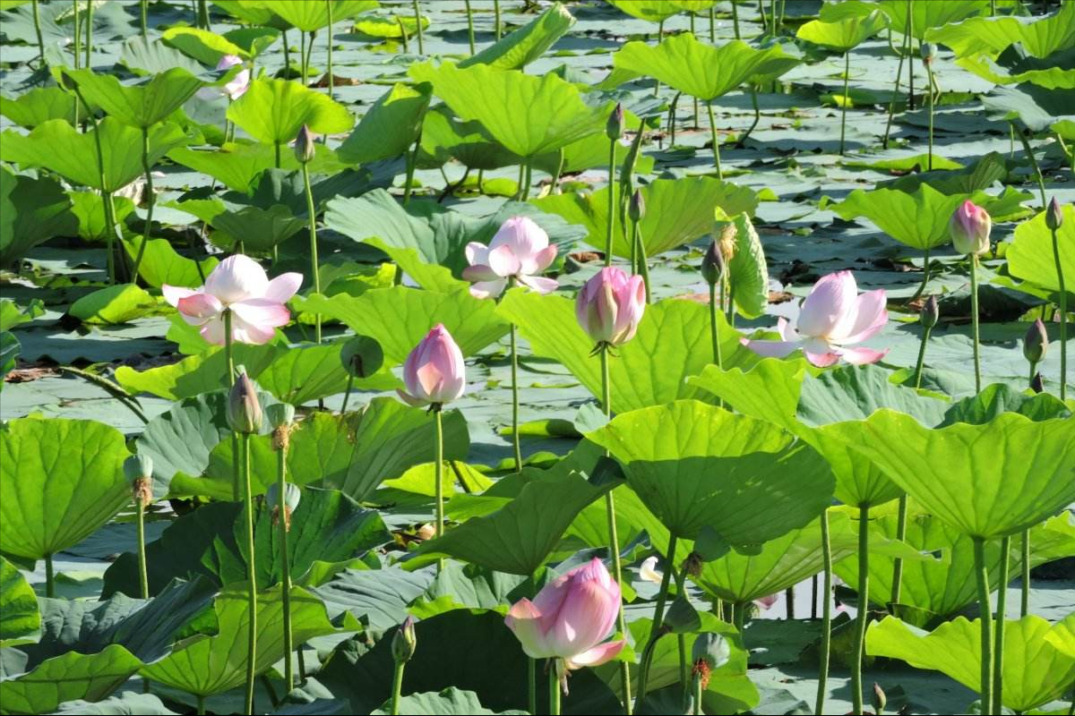 30首唯美荷花诗词，让诗意的荷花给你带来夏日的美好