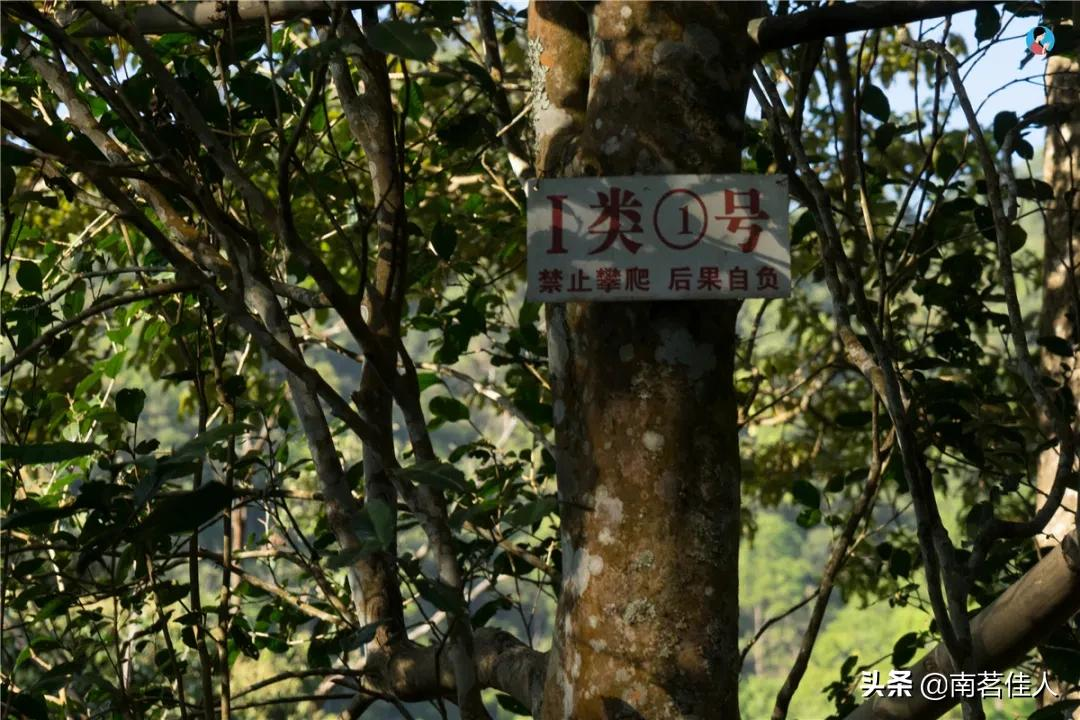 你仍然觉得普洱茶的价格高吗?