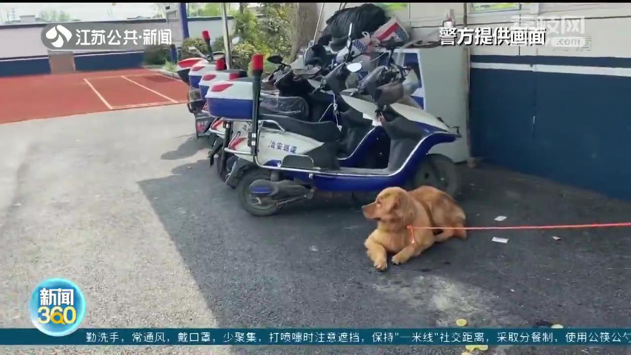 猫头鹰幼崽坠落军营 南京军警暖心齐救助