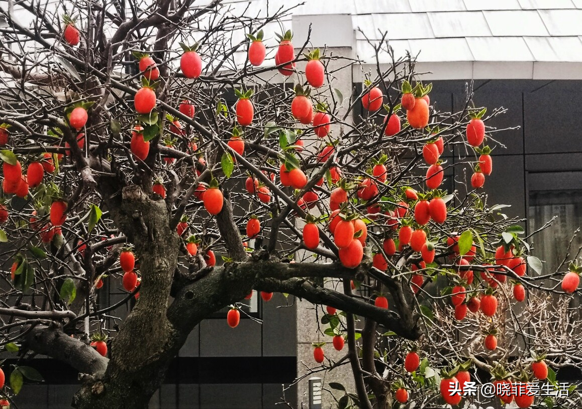 七种“黄金树”，子孙世代富，护宅守家，越养越“旺家”