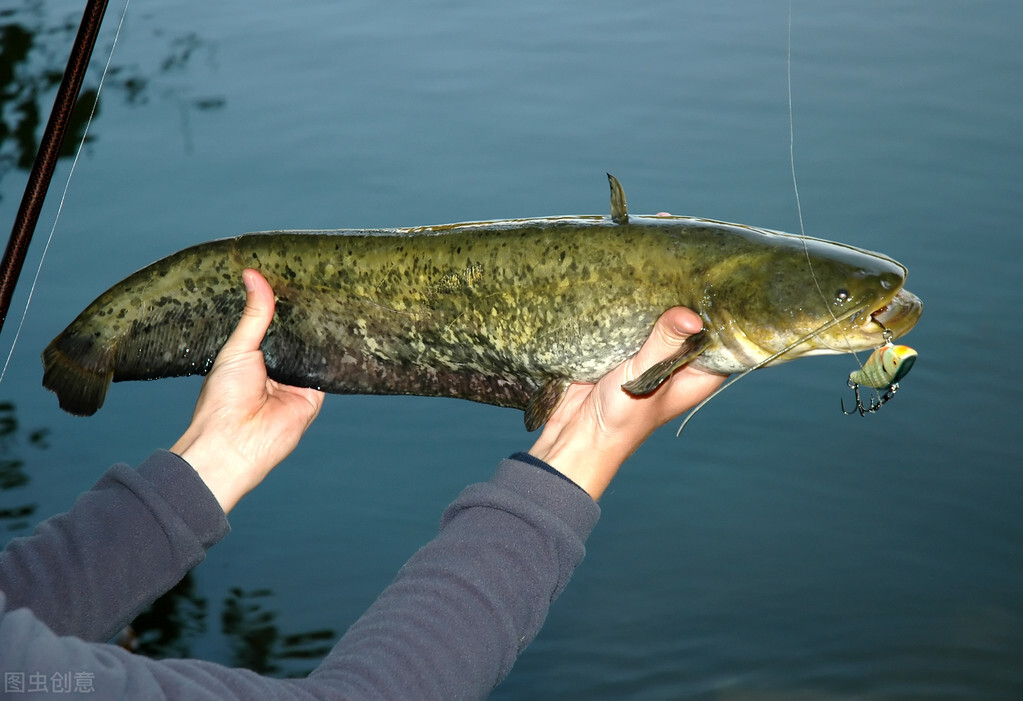 江西男子钓起"鲶鱼王",疑似突破生长极限了