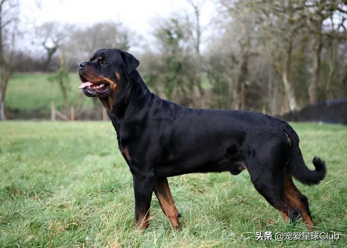 罗威纳 rottweiler体型比例:大型犬运动指数:精力充沛个性特点:坚定