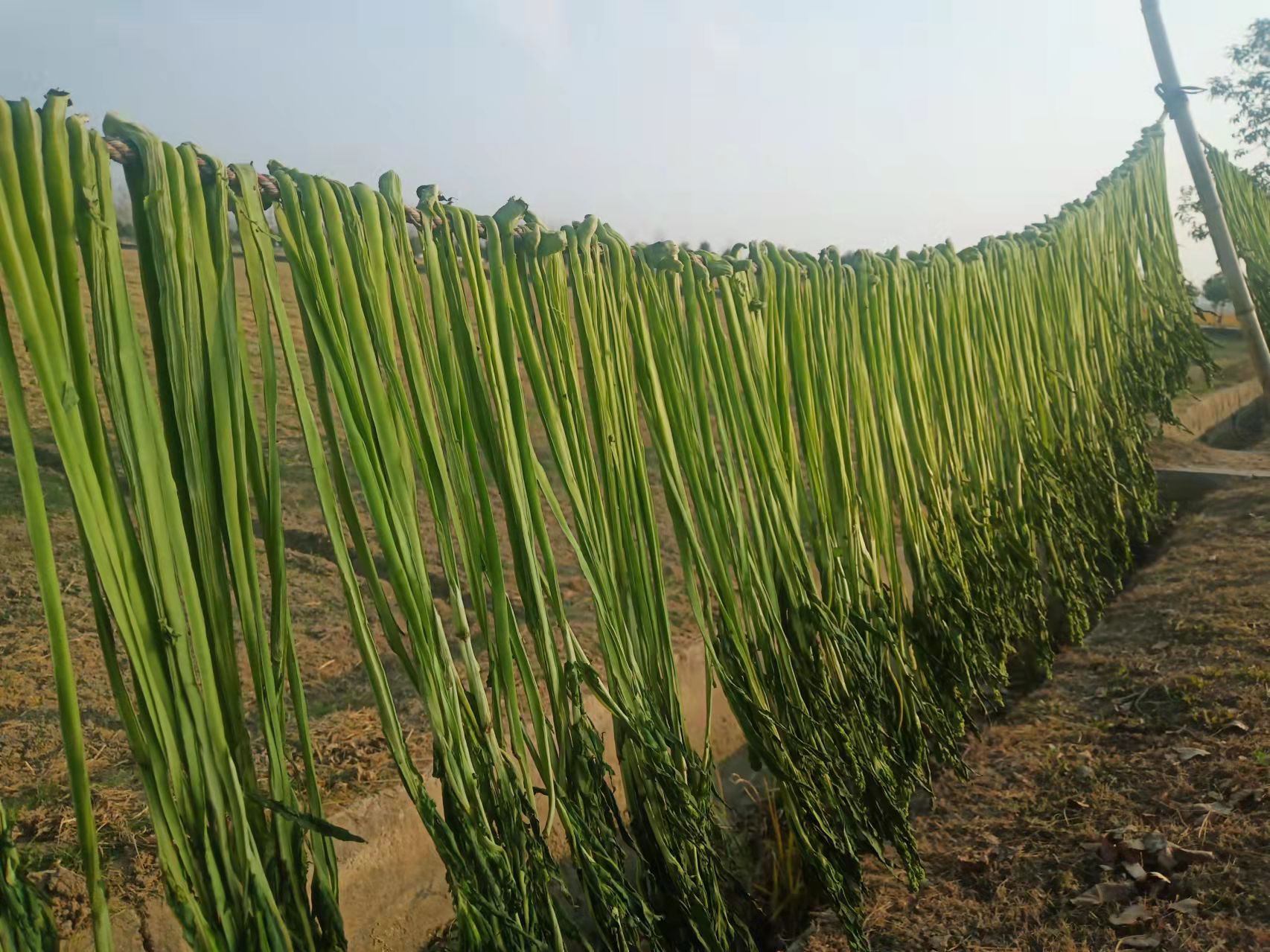 苔干为何被称为贡菜?它是什么制作而成的?为何不大力推广种植