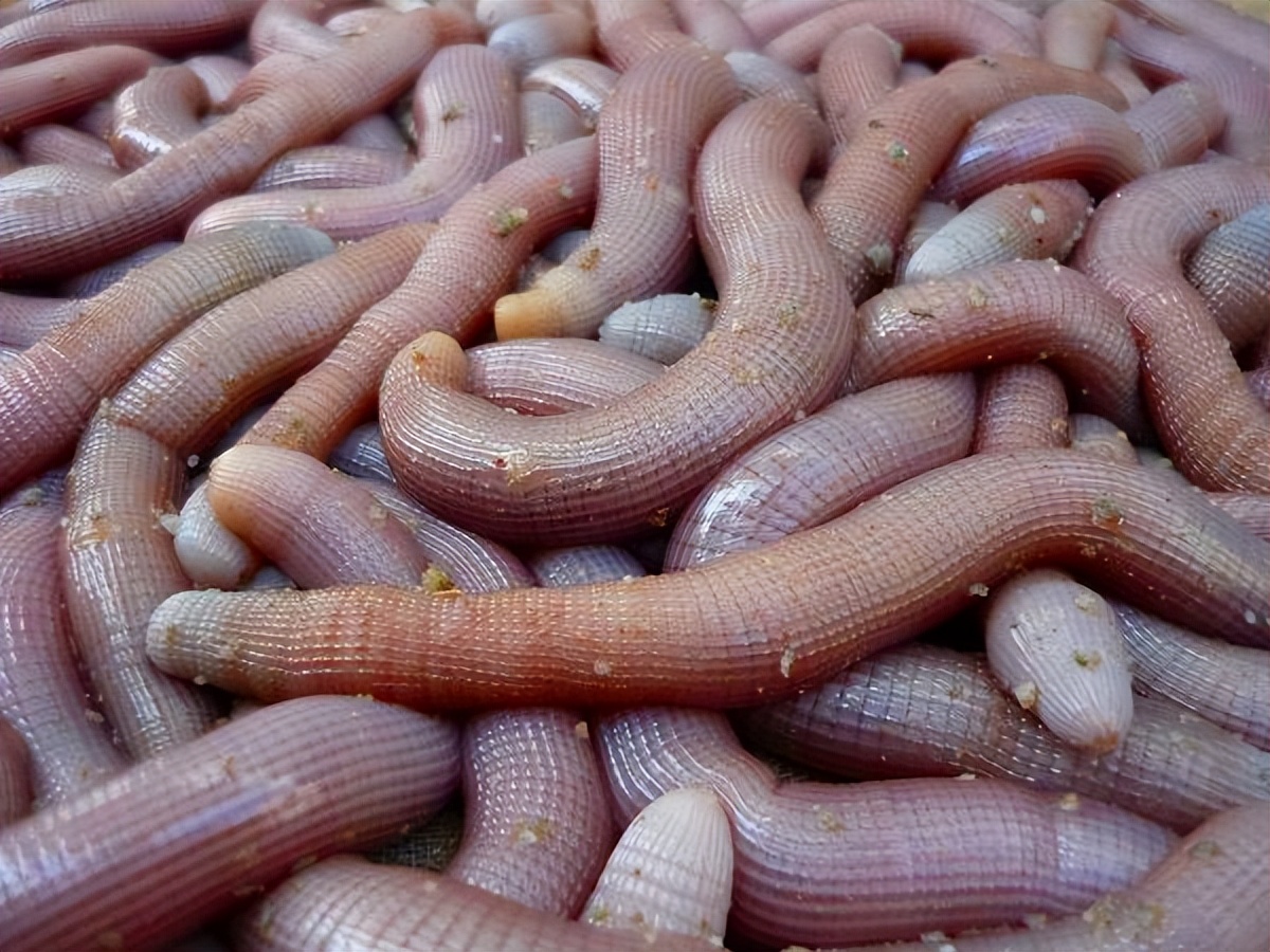 广东的"沙虫刺身",口感爽脆,鲜味十足,外地人宁愿挨饿也不吃