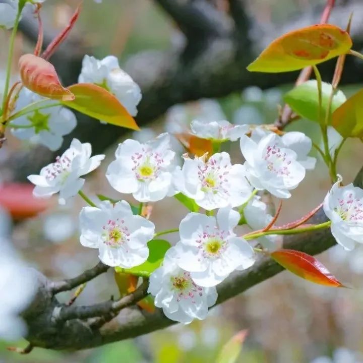 百花深处是庐江，邀您云赏春日梨花