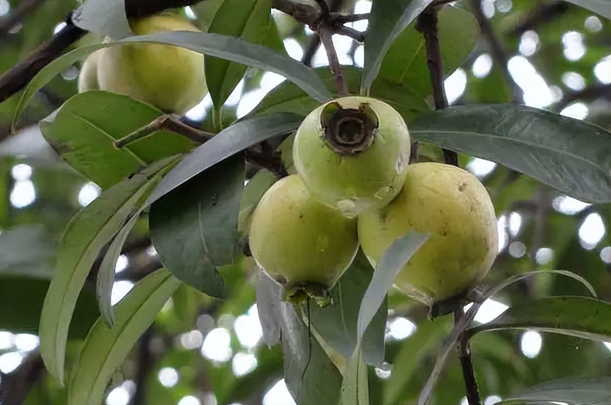 蒲桃:南方独有的水果,儿时当零食吃,如今被"抛弃"很多人怀念